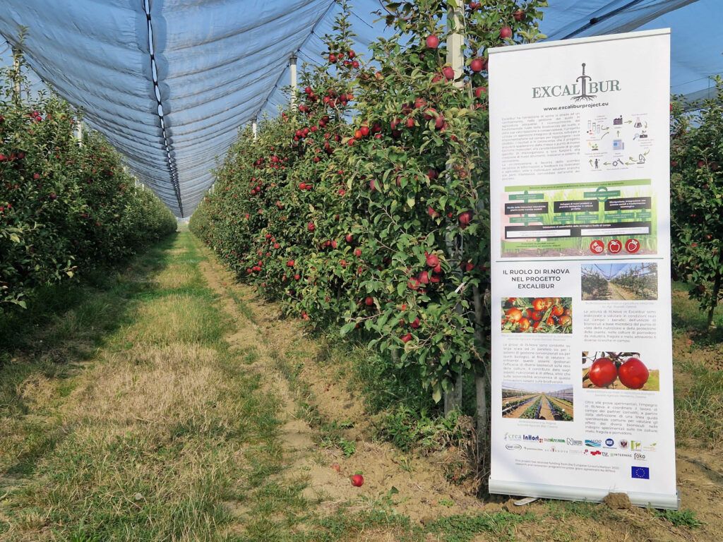 Visit to the apple trial at Rinova
