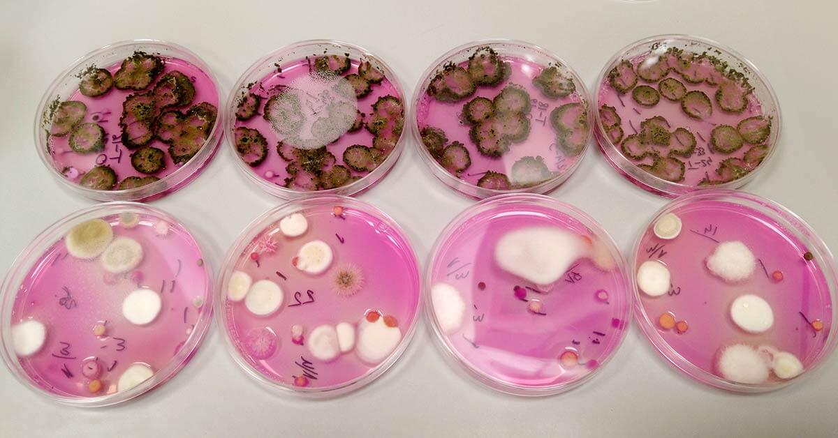 The raw inoculum of Trichoderma harzianum was obtained at the National Institute of Horticultural Research. Once processed, the inoculum will be ready for storage for several months at room temperature or for application.